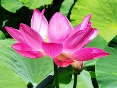 -莲花池公园