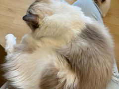 -有喵·猫咖·狗咖·30几只猫10只小狗(岗厦店)