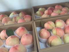 -南汇新场正宗水蜜桃采摘