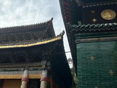 -塔尔寺-菩提树