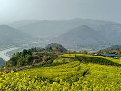 -桑洲油菜花景区