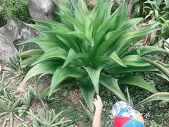 -东莞植物园