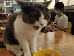 -猫小院猫主题餐厅(三里屯店)