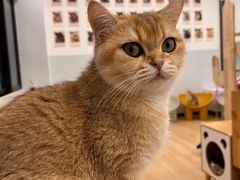 -有喵·猫咖·狗咖·30几只猫10只小狗(岗厦店)