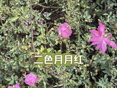 -庾园
