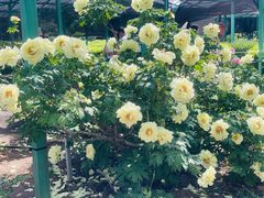 -洛阳市隋唐城遗址植物园