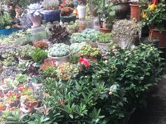 -曲阳花鸟市场(曲阳路店)