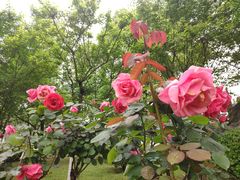 -大渡口区义渡公园