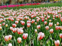 -大宁郁金香公园-停车场