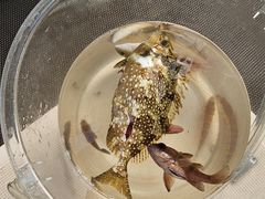 -小猫钓鱼海钓俱乐部(椰梦长廊店)