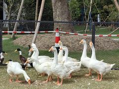 -上海长兴岛郊野公园