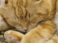 -平行世界·猫咖(首经贸店)