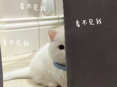 -欣宠猫屋·矮脚拿破仑·蓝金金渐层