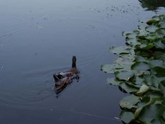 -黑龙江省森林植物园