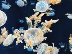 -新加坡海洋生态馆