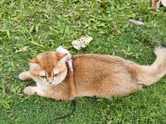 -同仁四季椰子鸡(车公庙店)