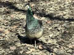 -北京麋鹿生态实验中心