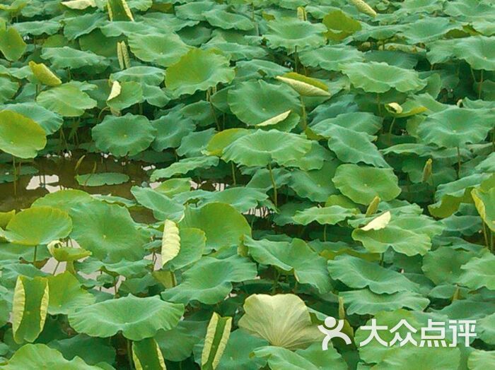 株洲锦绣谷生态园图片