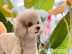 -BABYDOG宝贝狗宠物乐园(欧洲城店)