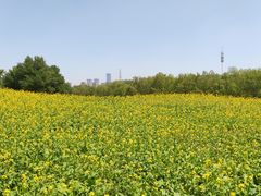 -长白岛森林公园