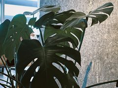 -COFFEEOLOGY咖啡学(天银店)