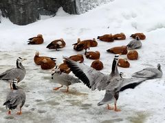 -新疆天山野生动物园