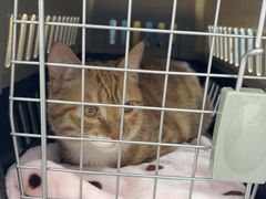 -pd派德宠物中心医院24H急重症·眼科中心·血液透析中心(嵩山北路店)