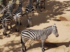 -西霞口神雕山野生动物世界