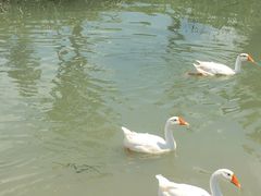 -乡乐园蟹庄·阳澄湖农家乐