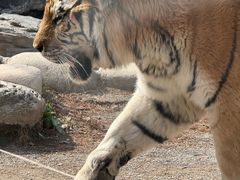 -上海野生动物园老虎餐厅