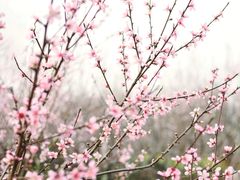 -合肥滨湖国家森林公园