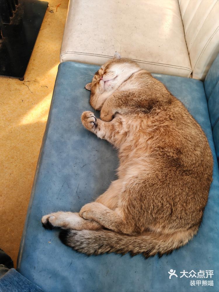 羡慕睡觉四脚朝天的小猫咪