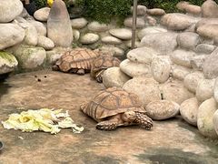 -南宫五洲植物乐园