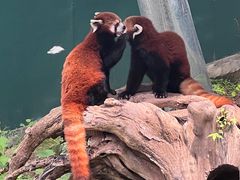 -大连森林动物园