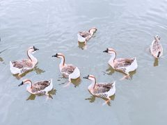 -溱湖国家湿地公园