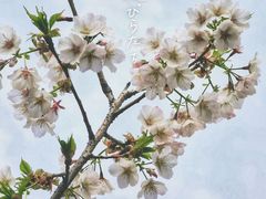 -顾村公园