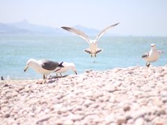 -海驴岛(荣成市)