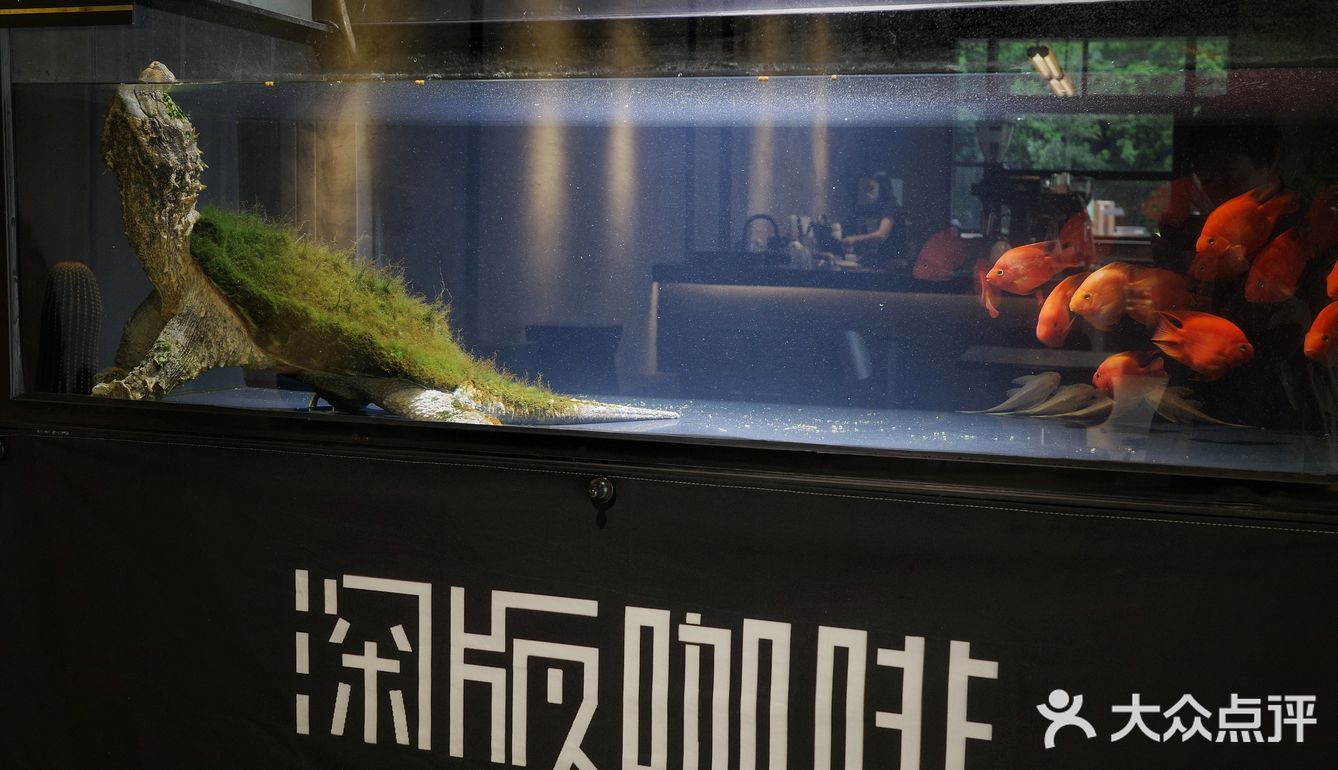 城市咖啡角落随性一刻🐢与保安室巨型龟的午后