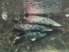 -太平洋海底世界