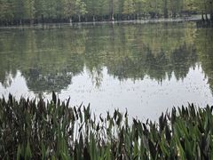 -白鹭湾湿地公园