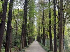 -上海滨江森林公园