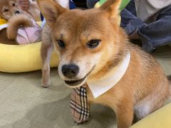 -逗柴咖啡屋·狗咖猫咖宠物桌游