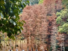 -深圳仙湖植物园