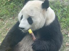-武汉动物园