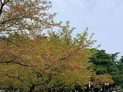 -武汉大学-樱园