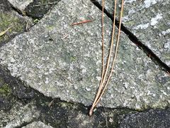 -昆山城市生态森林公园