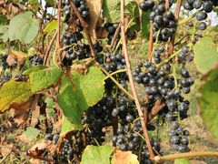 -安德鲁户外烧烤帐篷营地(马泉营店)