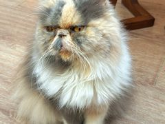 -有猫主题·治愈系猫咖(曾厝垵店)