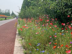 -上海长兴岛郊野公园