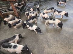 -东莞香市动物园